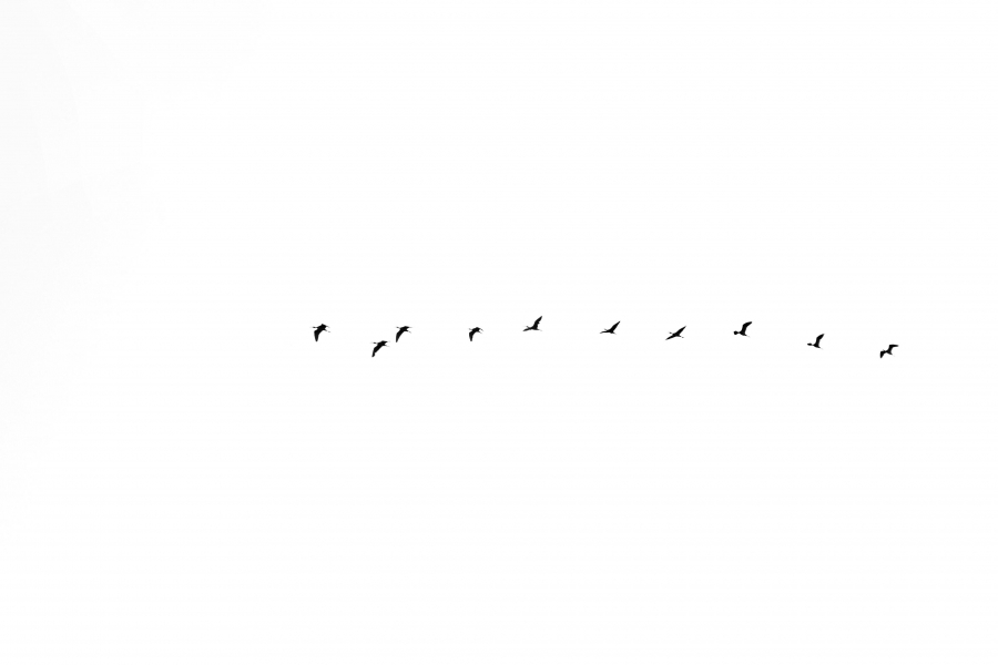 Photo_by_Miriam_Espacio_comphotoa-flock-of-birds-flying-in-the-sky-21821104