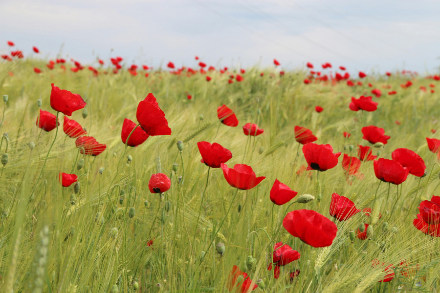 Photo_by_Pixabay_photobed-of-red-petaled-flowers-531910