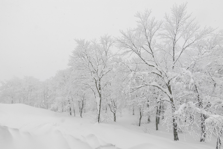 snow-winter-storm-day-forest-mountains