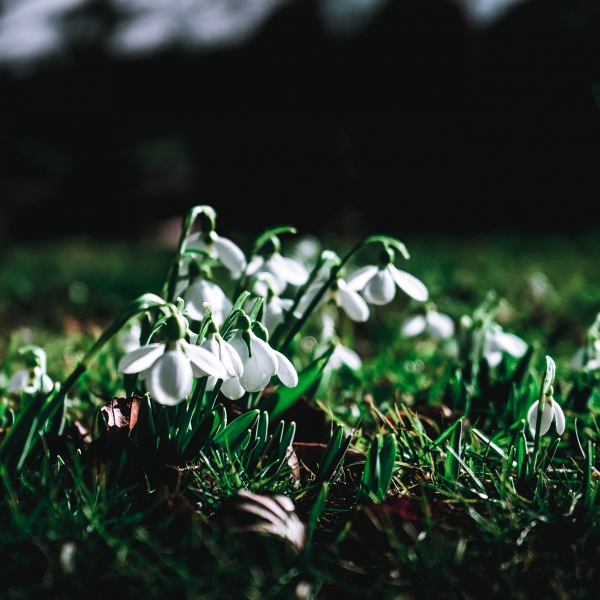 Zsedanie_12032020
